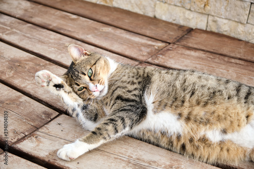 cat on the roof