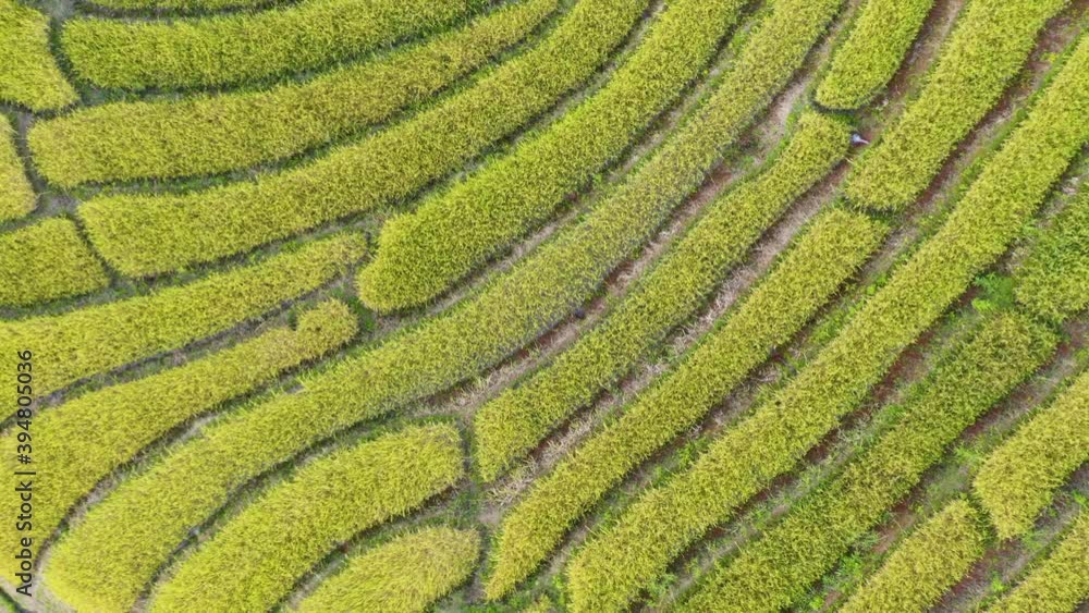 Aerial view of rice terrace field in Ban Pa Bong Piang village in Mae Chaem District, Chiang Mai Province, Thailand Aerial view of rice terrace field in Ban Pa Bong Piang village in Mae Chaem District, Chiang Mai Province, Thailand