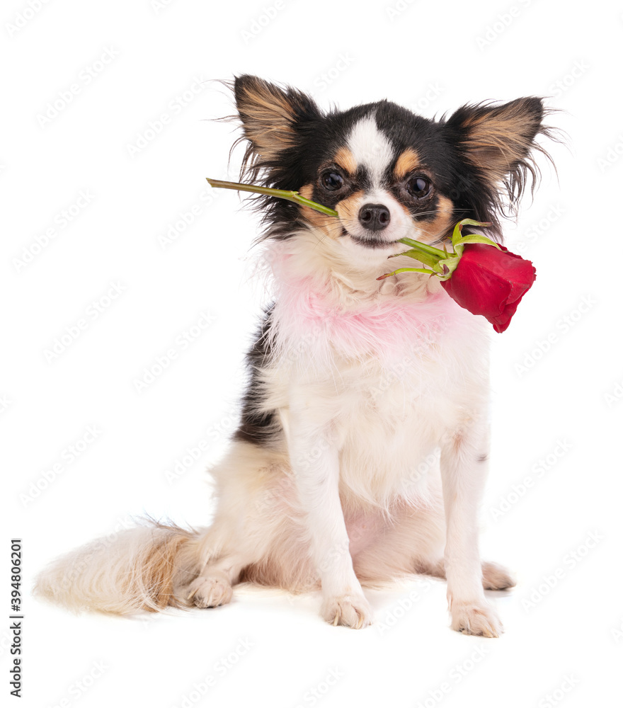 Chihuahua with a rose in the mouth Chihuahua with a rose in the mouth