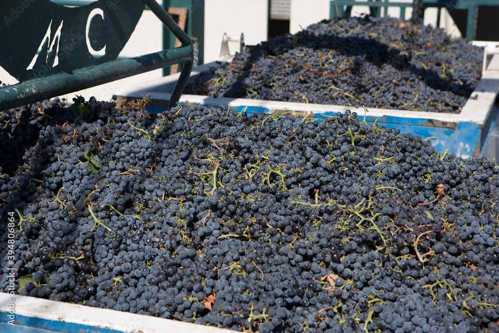 Obraz premium 10620065