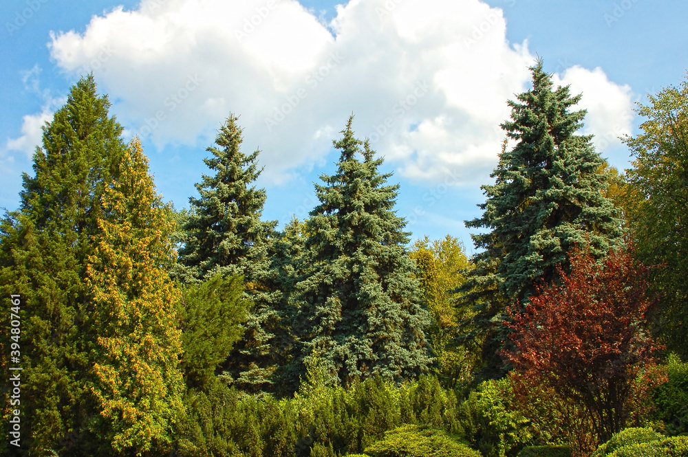 Blue fir tree