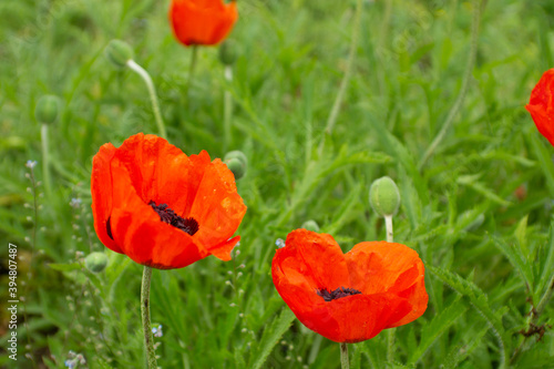 Bright red poppies  in a green meadow
