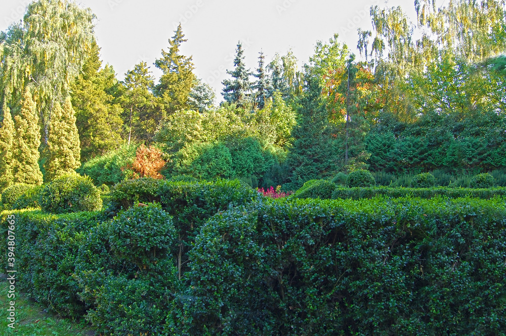 Fototapeta premium Clipped Buxus and fir tree