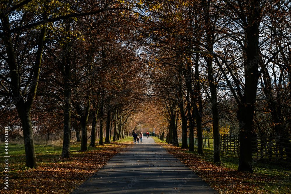 Autumn forest park tunnel trail view, alley near romantic chateau, in the middle is the path, lined with trees, family walking, Veltrusy castle, Central Bohemia, Czech republic Autumn forest park tunnel trail view, alley near romantic chateau, in the middle is the path, lined with trees, family walking, Veltrusy castle, Central Bohemia, Czech republic