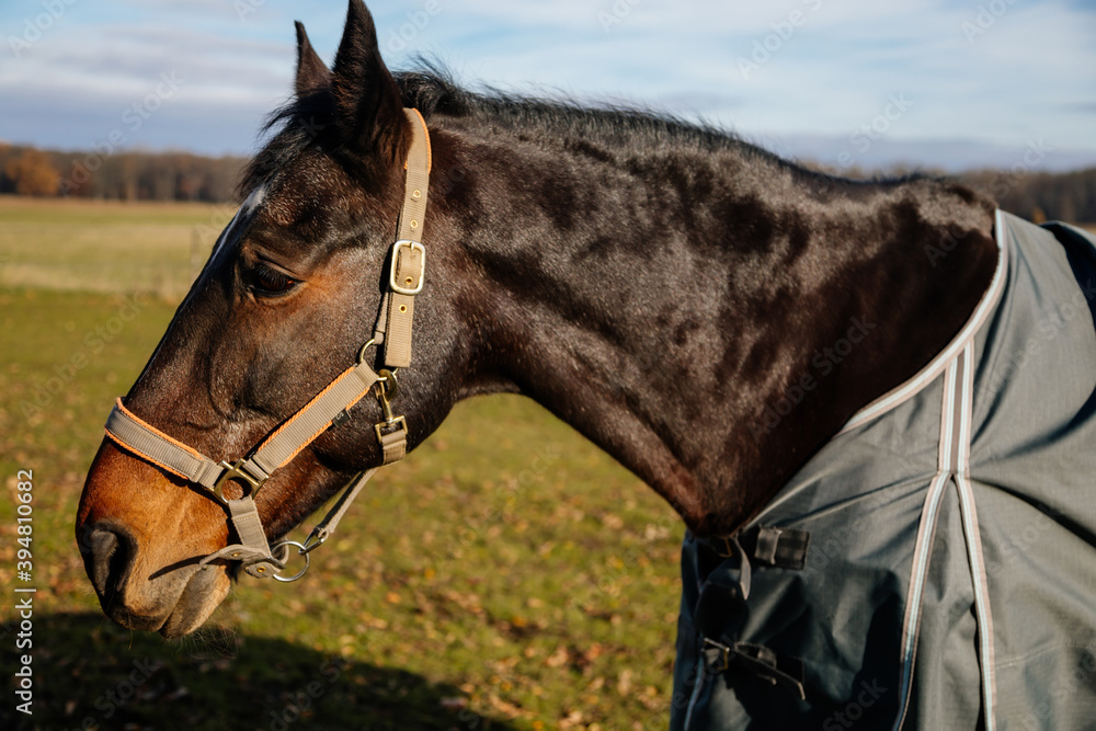 Obraz premium Brown adult horse covered with horse blanket, standing in the meadow. Beautiful horse on field in farm. Portrait of bay horse in horse-cover