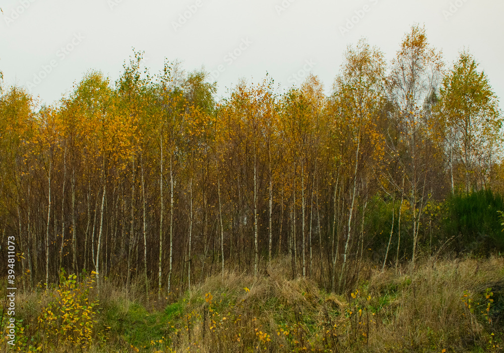 Fototapeta premium young birch grove in autumn colors