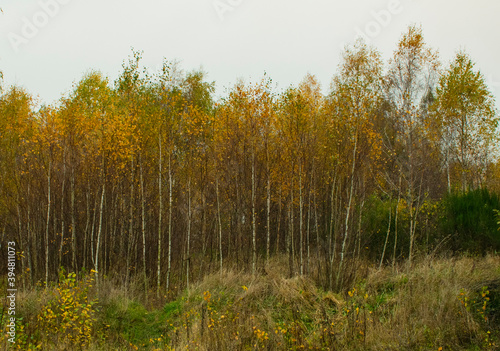 young birch grove in autumn colors