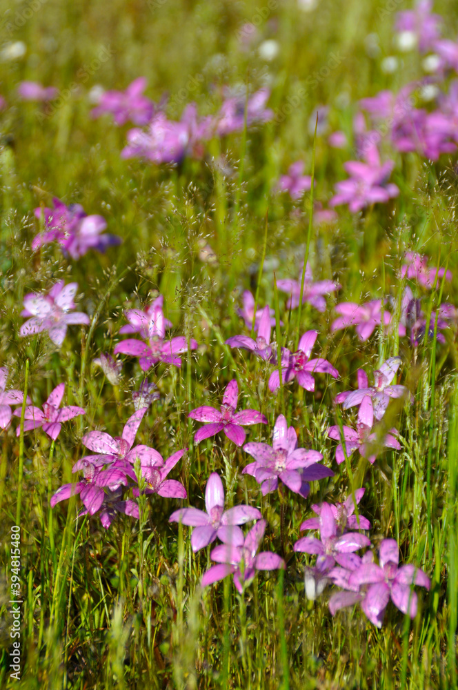 Pink enamels flowering in West Australia