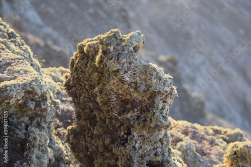 vegetation that grows in volcanic lava