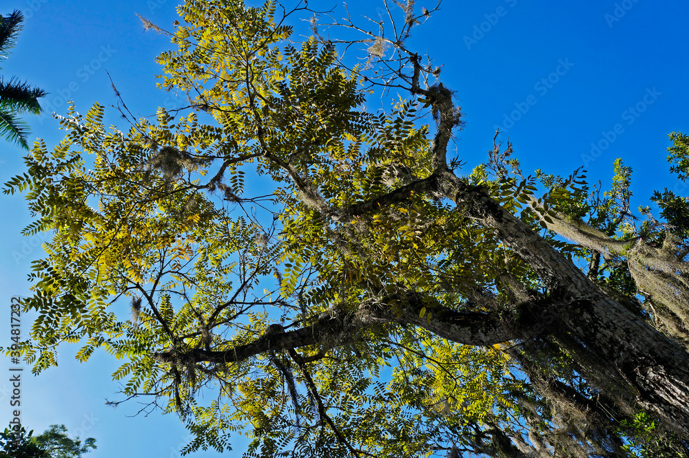 Spanish cedar or Cuban cedar (Cedrela odorata) Spanish cedar or Cuban cedar (Cedrela odorata)