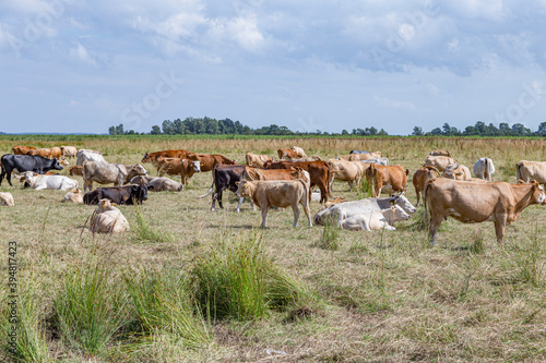 Wallpaper Mural cows grazing at the polder area in Usedom Torontodigital.ca