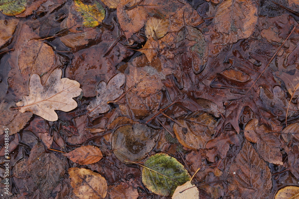 Obraz premium Autumn Leaves