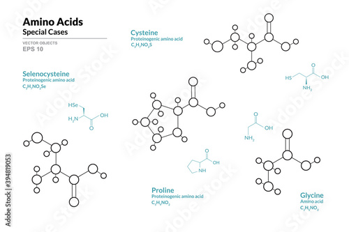 Amino Acids Special Cases. Selenocysteine, Cysteine, Proline, Glycine. Structural Chemical Formula and Line Model of Molecule. Vector Illustration photo