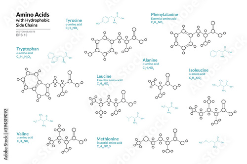Amino Acids. Tryptophan, Tyrosine, Phenylalanine, Leucine, Alanine, Isoleucine, Valine, Methionine. Structural Chemical Formula and Line Model of Molecule. Vector Illustration photo
