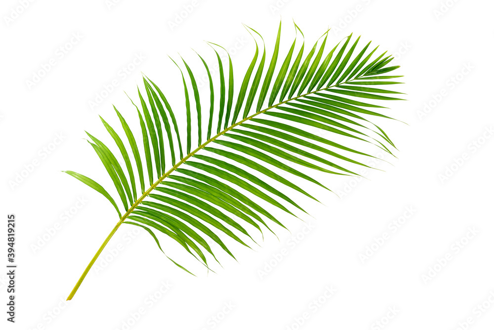 Palm leaf isolated on white Palm leaf isolated on white