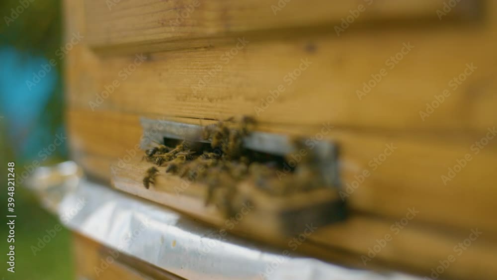 Macro shot of a bee colony near the hive tray. Industrial beekeeping. Macro shot of a bee colony near the hive tray. Industrial beekeeping.
