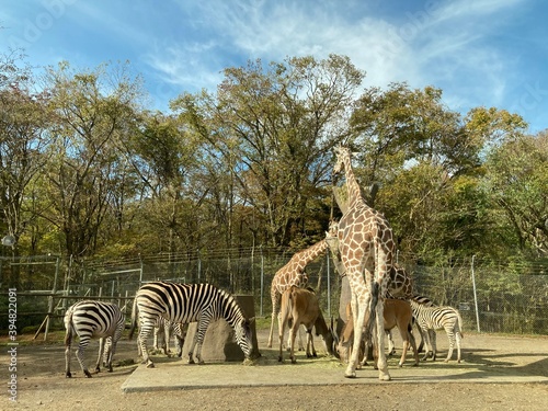 Watching animals, giraffe, zebra, and deer relaxing in nature from inside the car, Fuji Safari Park, A place close to Mt. Fuji, Shizuoka, Japan