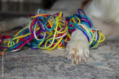 Dog playing with colored threads