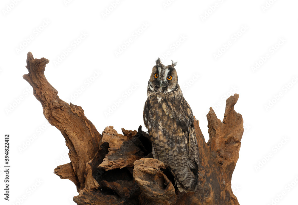 Beautiful eagle owl on tree against white background. Predatory bird