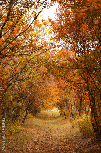 Fototapeta Naklejka Na Ścianę i Meble -  Beautiful view of park with trees on autumn day