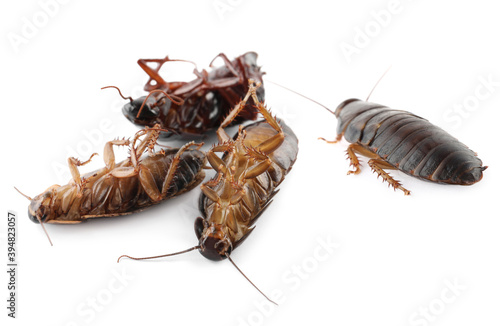 Many cockroaches on white background. Pest control