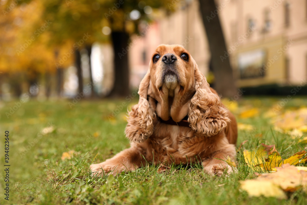 Obraz premium Cute Cocker Spaniel in park on autumn day