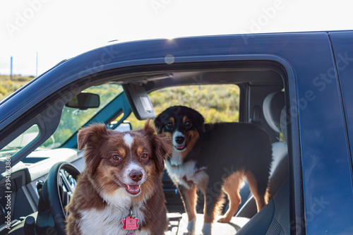 Canvas Print Mini Aussie Sisters