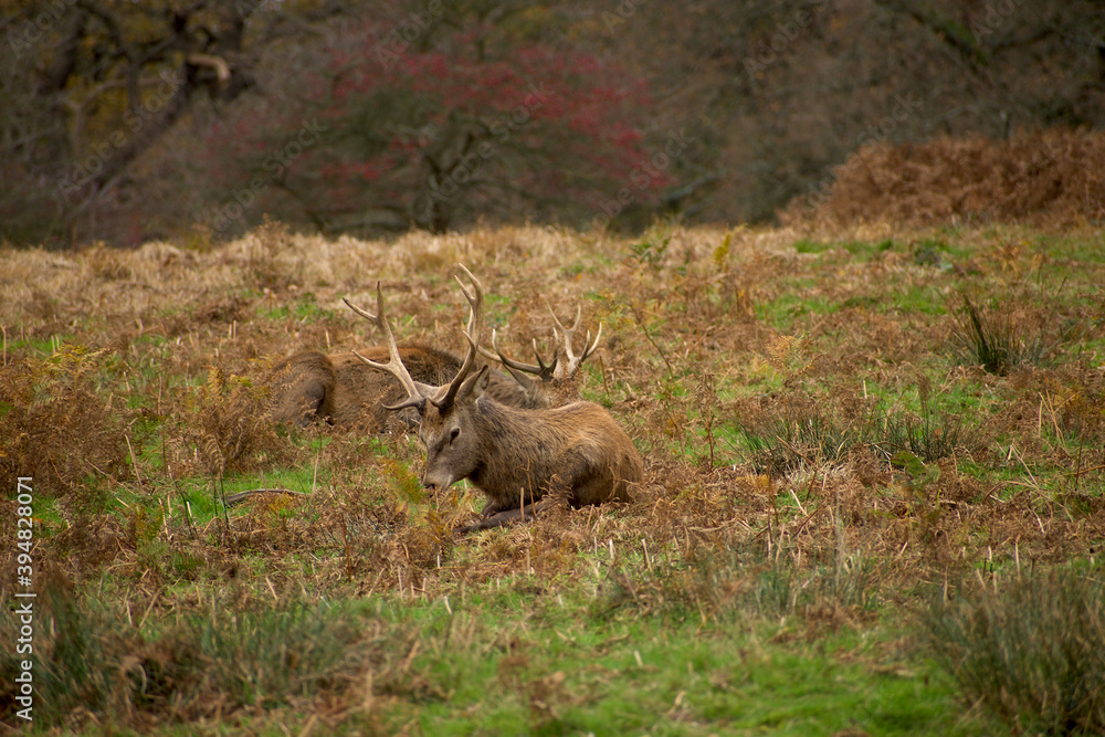 Two red deers are sitting on the green and yellow grass and having rest Two red deers are sitting on the green and yellow grass and having rest