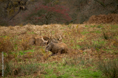 Two red deers are sitting on the green and yellow grass and having rest