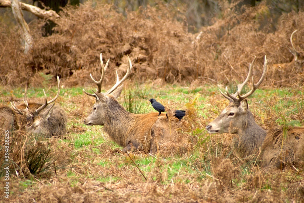 Two birds on a deer eating bugs in its fur Two birds on a deer eating bugs in its fur