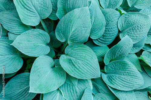 Hosta plant in the garden. Large green leaves hosta.Closeup green leaves background