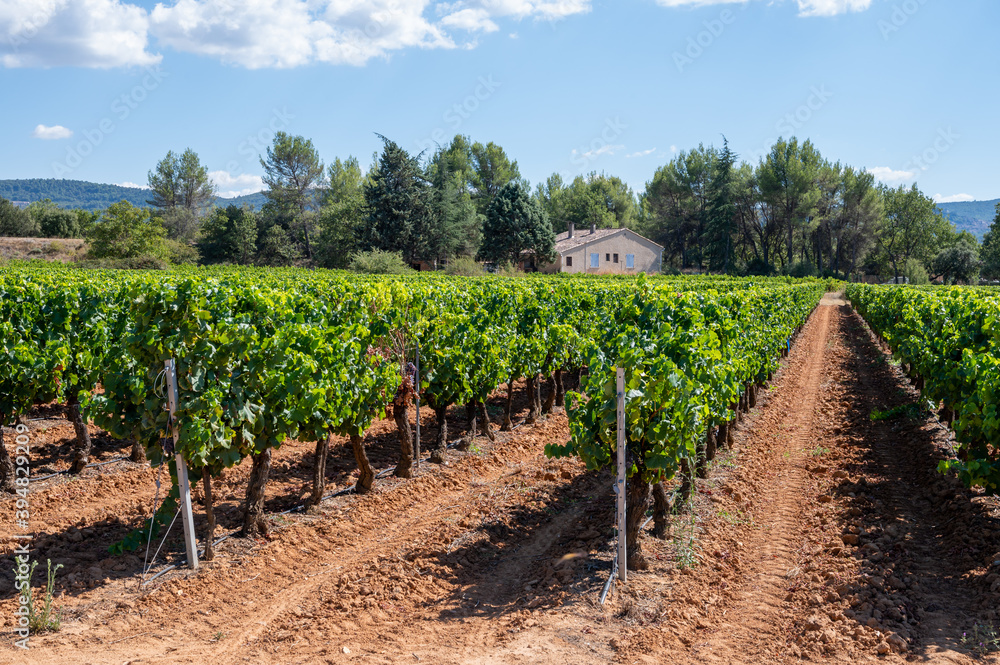 Vineyards of AOC Luberon mountains near Apt with old grapes trunks growing on red clay soil