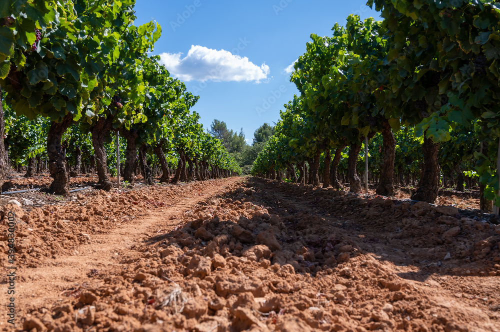 Vineyards of AOC Luberon mountains near Apt with old grapes trunks growing on red clay soil