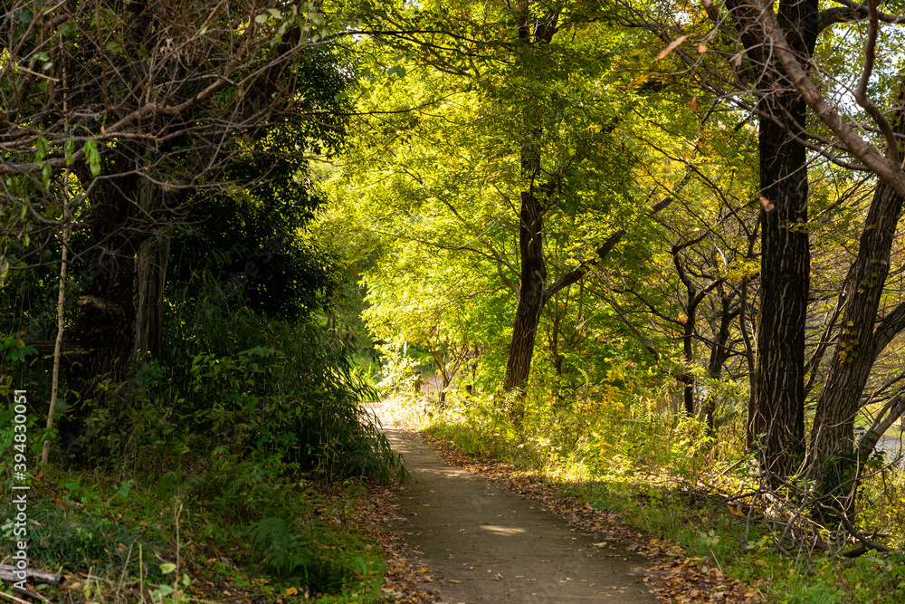 Naklejka premium 山道