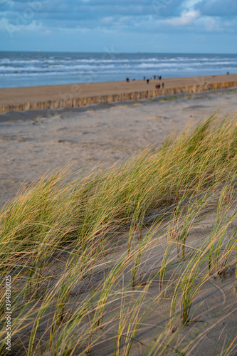 Green grass protects sandy dunes from wind on wide windy beach of North sea near Zandvoort in Netherlands