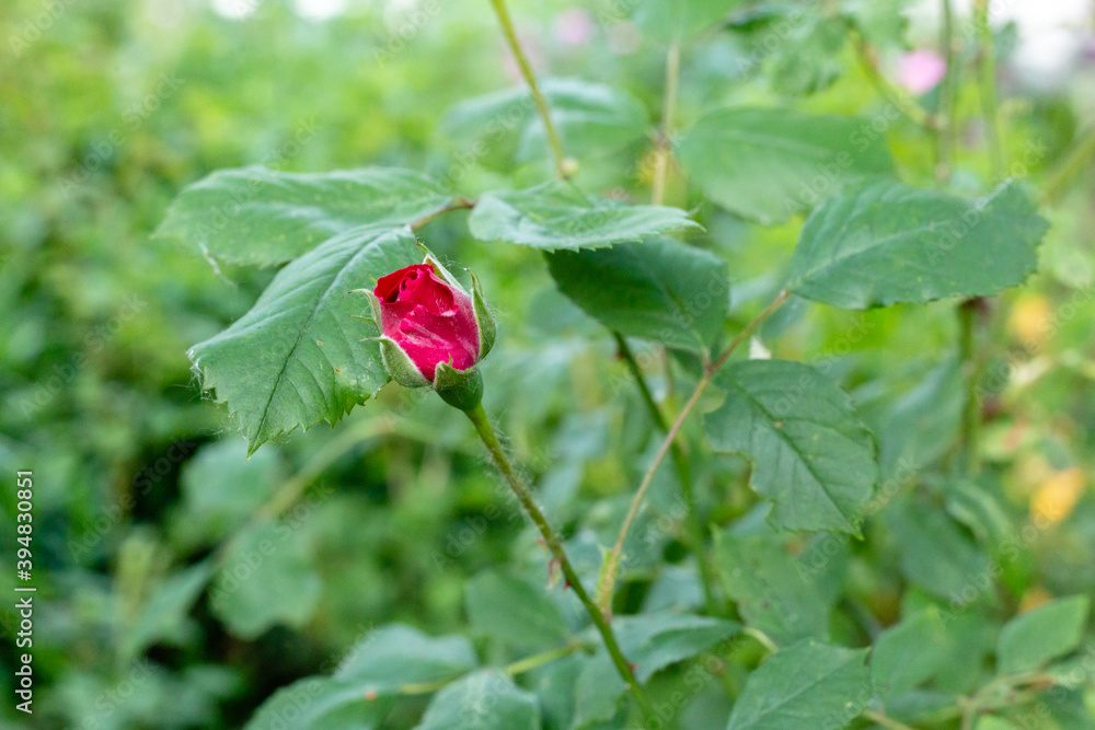 Red rose flower blooming in roses garden on background red roses flowers Red rose flower blooming in roses garden on background red roses flowers