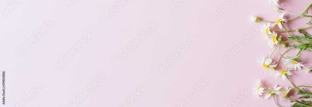 white small field daisies with green leaves lie on a pastel pink background, top view with copy space, flat flay. Banner photo