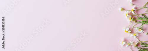 Fototapeta Naklejka Na Ścianę i Meble -  white small field daisies with green leaves lie on a pastel pink background, top view with copy space, flat flay. Banner photo
