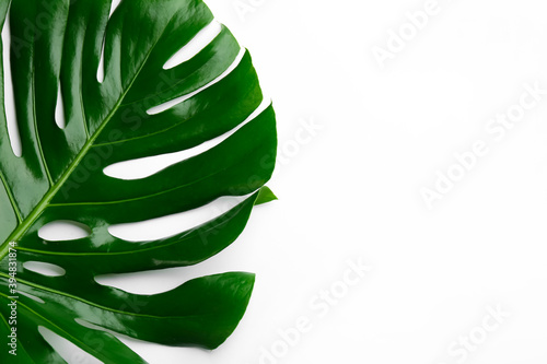 Beautiful monstera leaf on white background, top view. Tropical plant