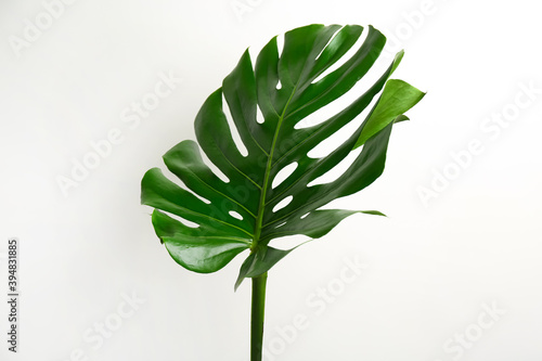 Beautiful monstera leaf on white background. Tropical plant