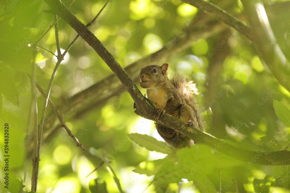 Squirrel South American in the woods Squirrel South American in the woods