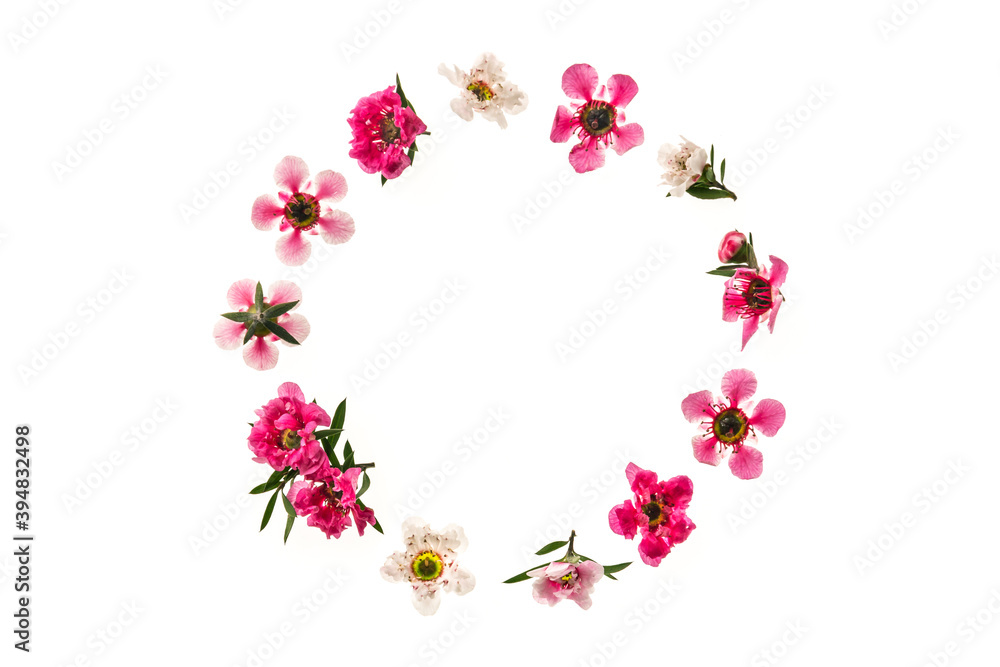 pink and white manuka tree flowers arranged into a circle frame on white background and copy space