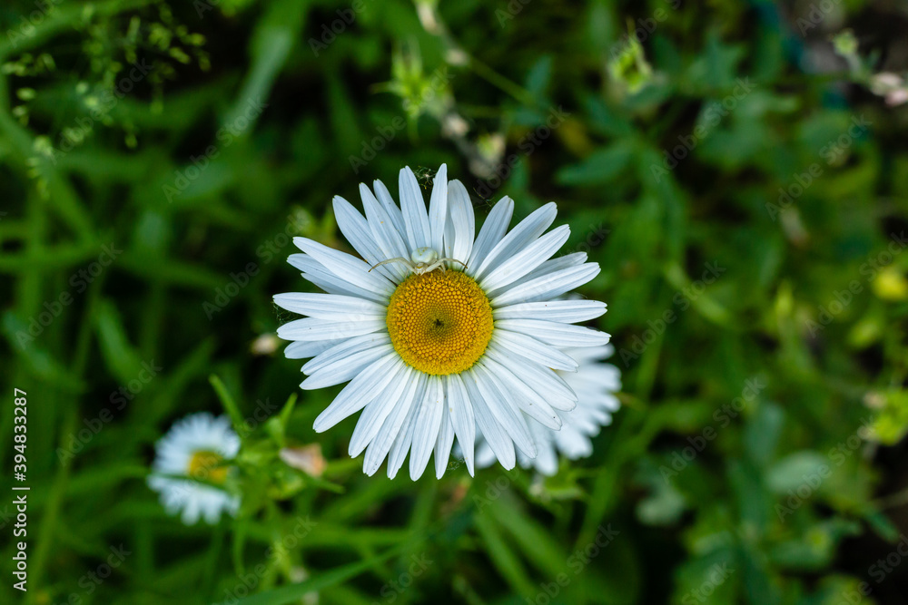 Chamomile field flowers border. Beautiful nature scene with blooming medical chamomilles in sun flare. Alternative medicine Spring Daisy. Summer flowers. Beautiful meadow. Summer background Chamomile field flowers border. Beautiful nature scene with blooming medical chamomilles in sun flare. Alternative medicine Spring Daisy. Summer flowers. Beautiful meadow. Summer background