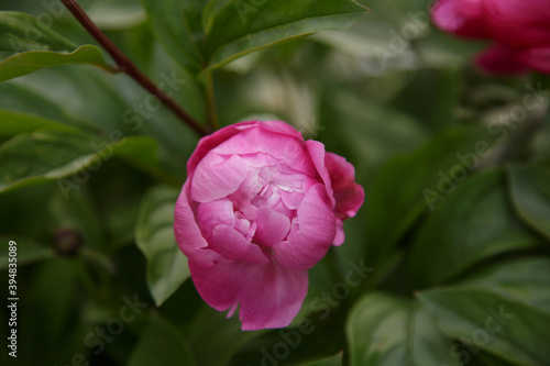 Peony flowers blooming in garden