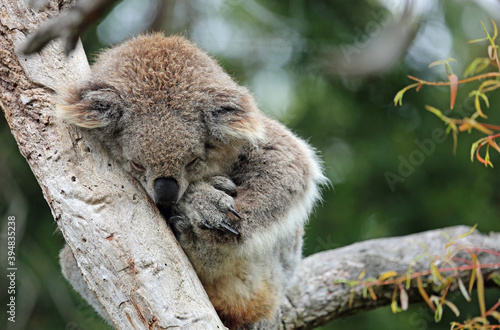 Sleeping Koala - Victoria, Australia