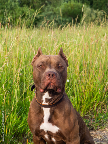 chocolate-colored pit bull on green grass background