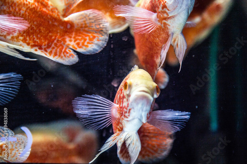 Photography Numerous goldfish sold at Tung Choi Street in Hong Kong_11
