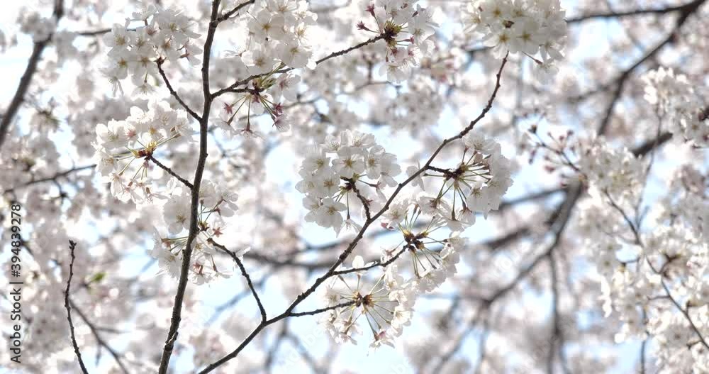 風に揺れる桜の花 固定カメラで撮影 風に揺れる桜の花 固定カメラで撮影