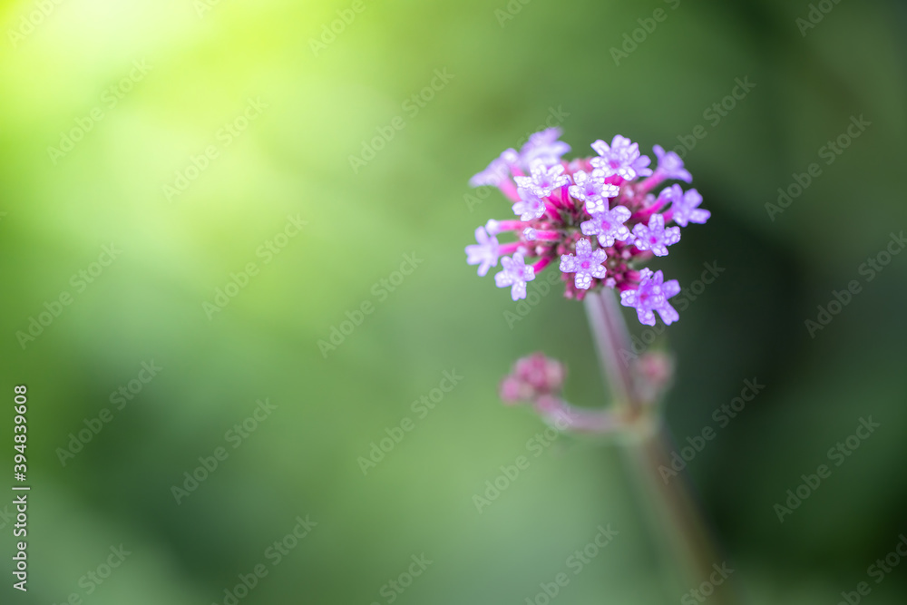The background image of the colorful flowers The background image of the colorful flowers