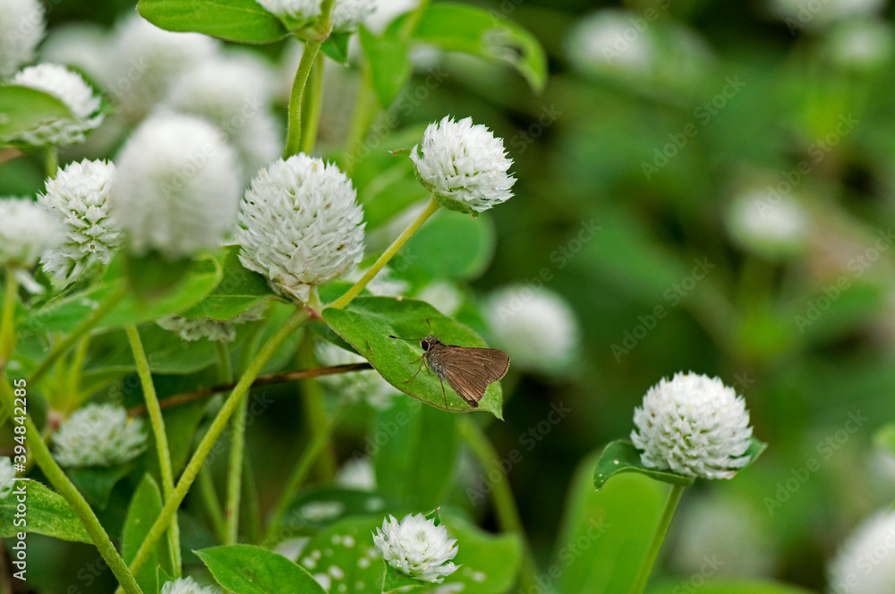 白い花にとまるセセリチョウ 白い花にとまるセセリチョウ
